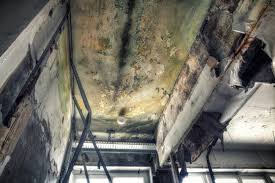  Dock Junction, GA Mold Removal Pros